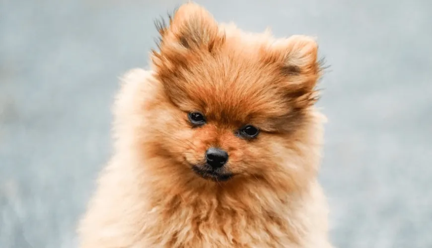 Brown Pomeranian